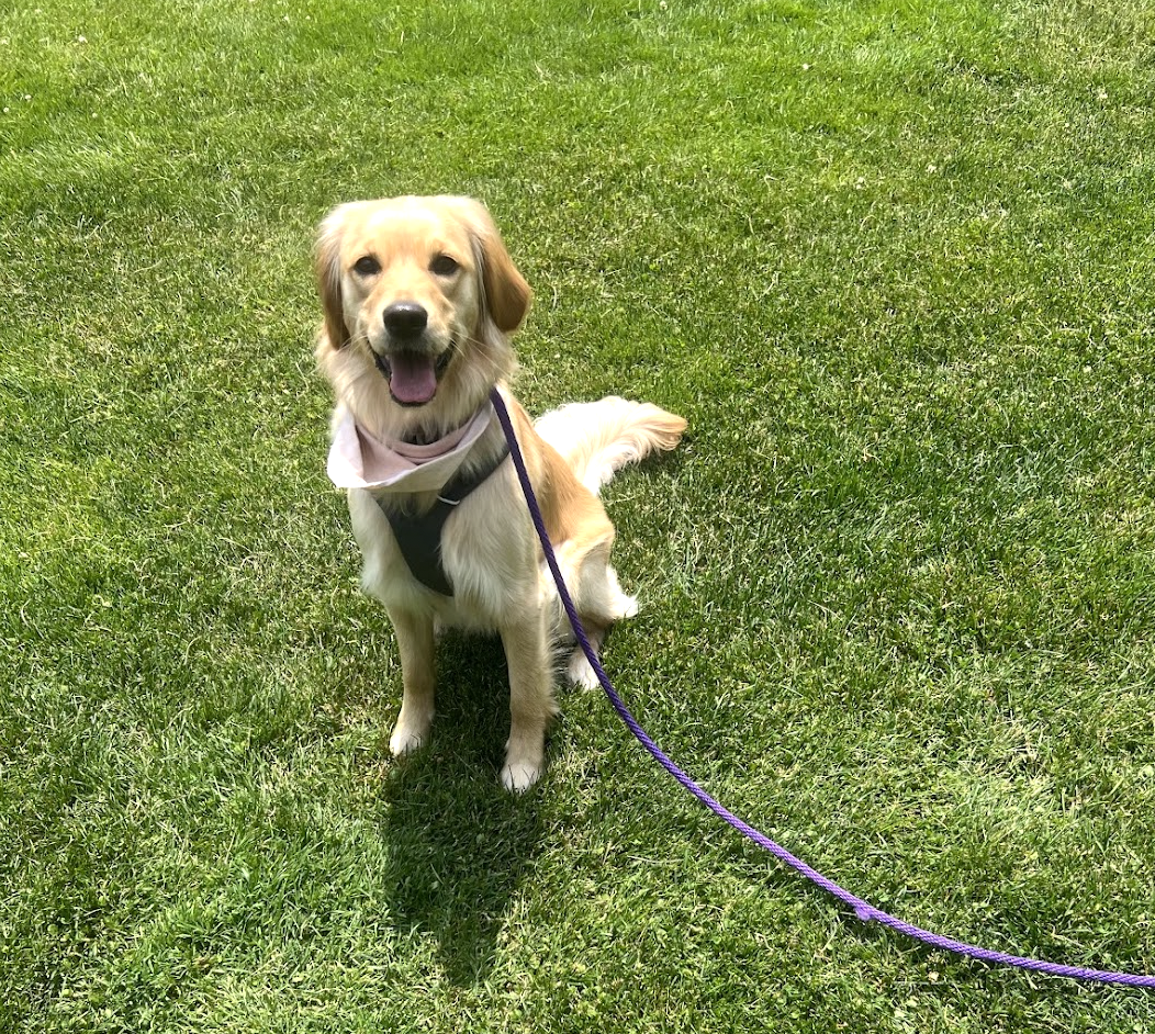 Dog walking service from Pet Companions Bed and Biscuit in Reading, MA