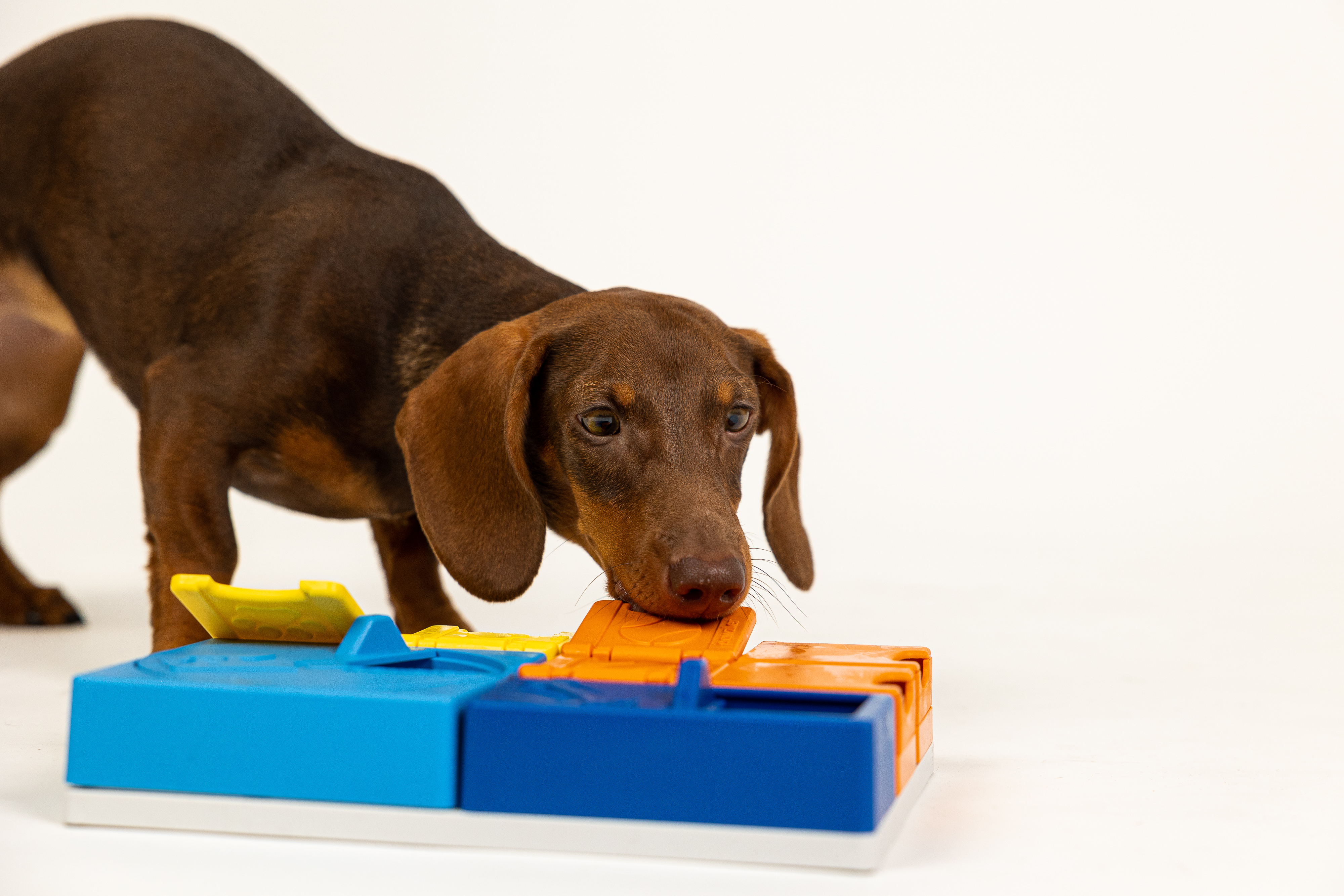 Dog puzzle enrichment at Pet Companions Bed and Biscuit in Reading, MA