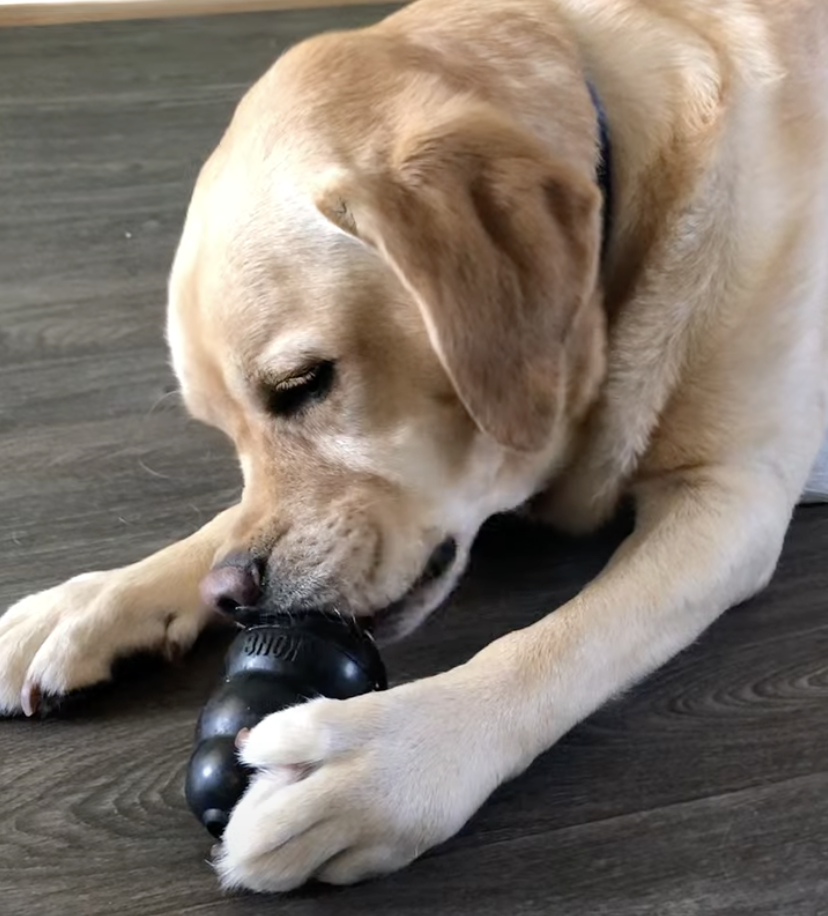 Kong enrichment at Pet Companions Bed and Biscuit in Reading, MA