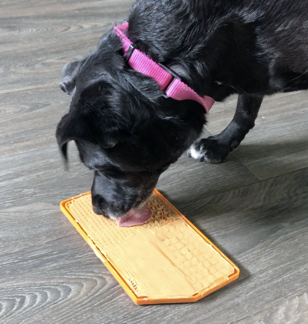 Lick mat enrichment at Pet Companions Bed and Biscuit in Reading, MA