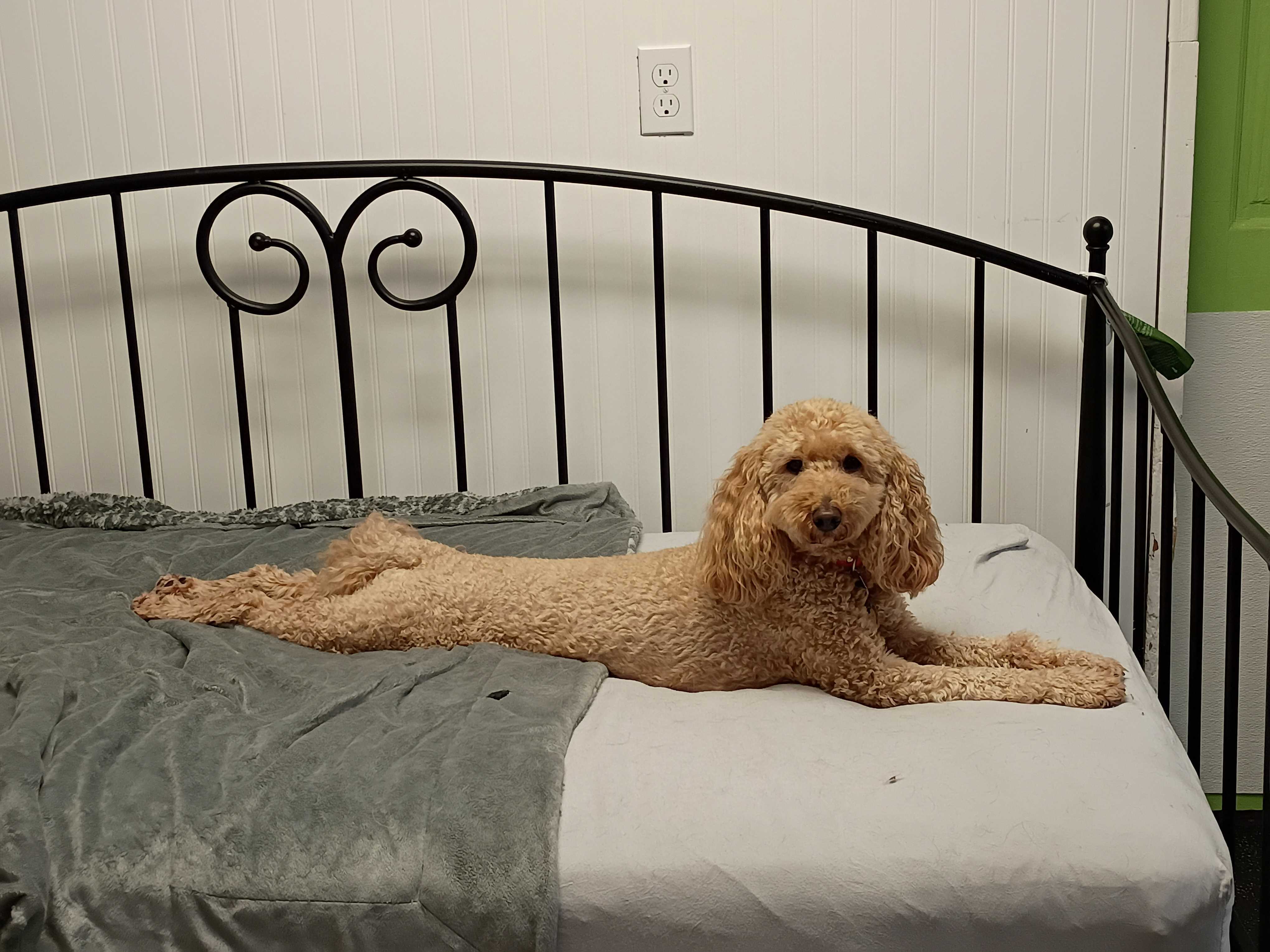 Dogs resting comfortably during overnight boarding at Pet Companions Bed and Biscuit in Reading, MA