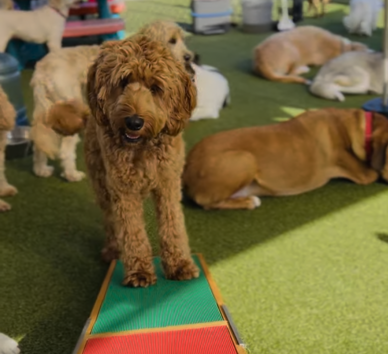 Agility enrichment at Pet Companions Bed and Biscuit in Reading, MA