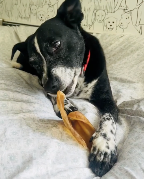 Barkuterie board at Pet Companions Bed and Biscuit in Reading, MA