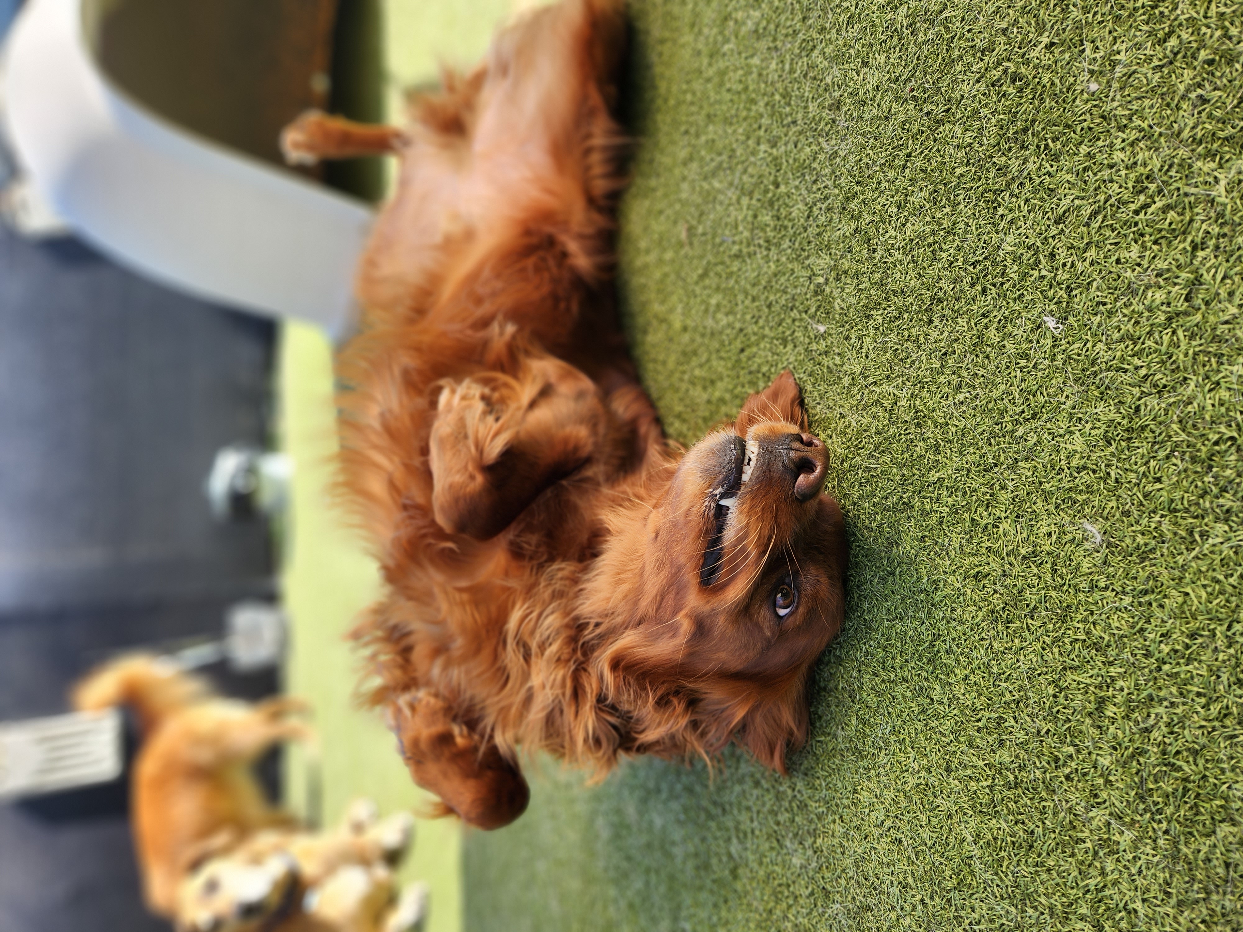 The Dog Parent's Guide to Seasonal Care