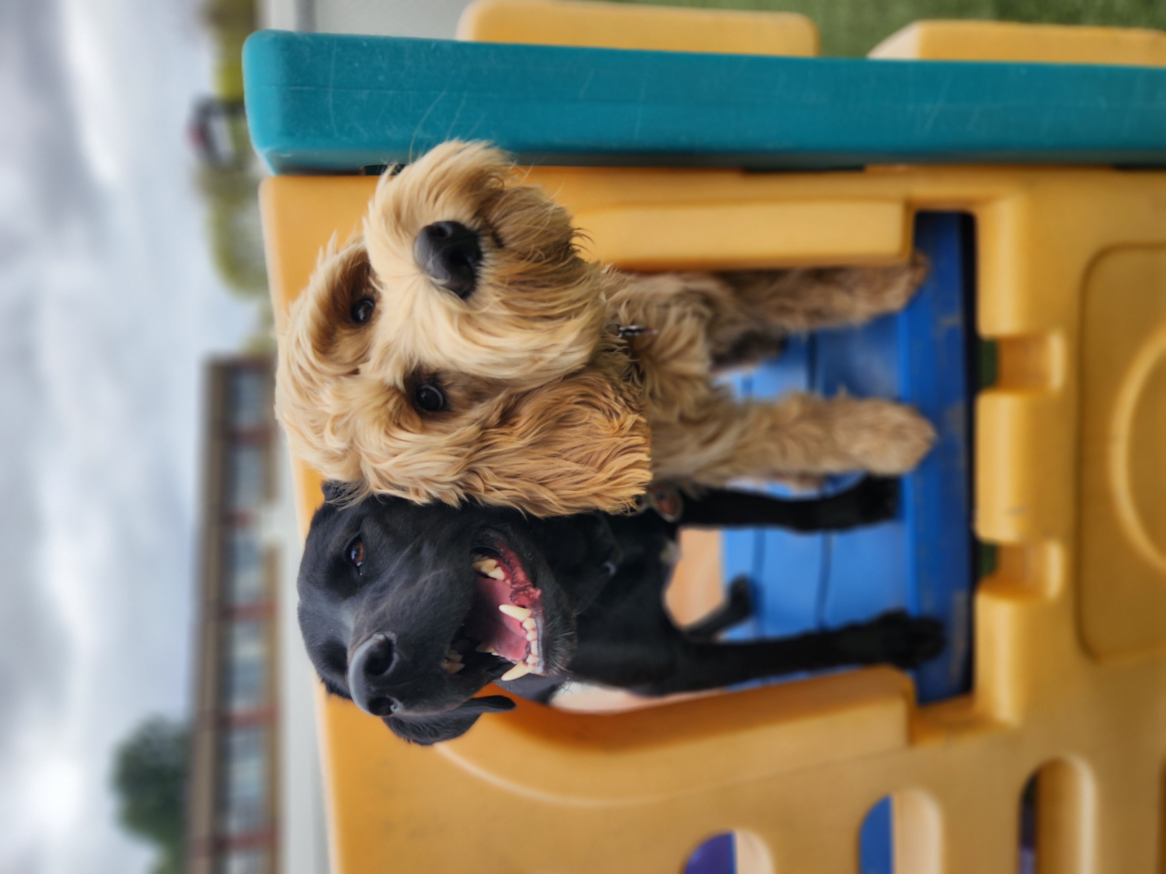 Happy dogs spending the day at Pet Companions Bed and Biscuit daycare in Reading, MA