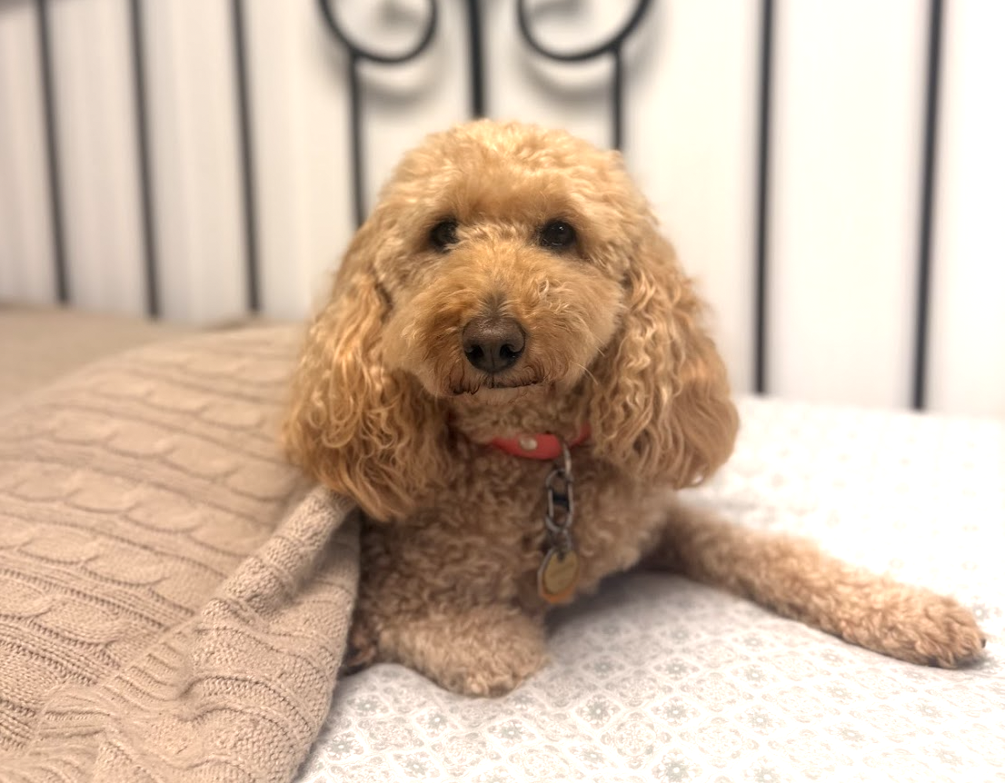 Pet sitting service from Pet Companions Bed and Biscuit in Reading, MA