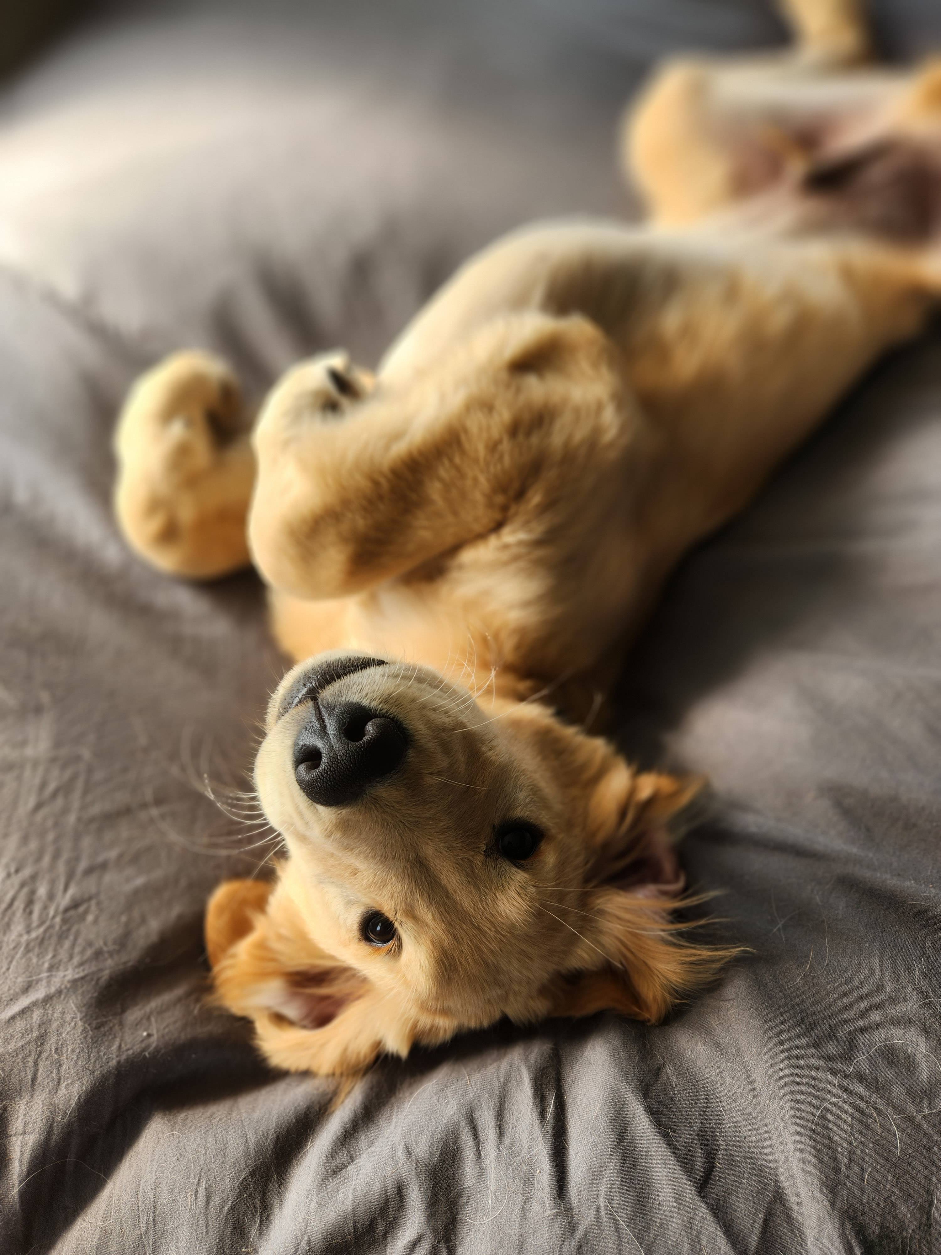 A dog sleeping peacefully during an overnight boarding stay at Pet Companions Bed and Biscuit