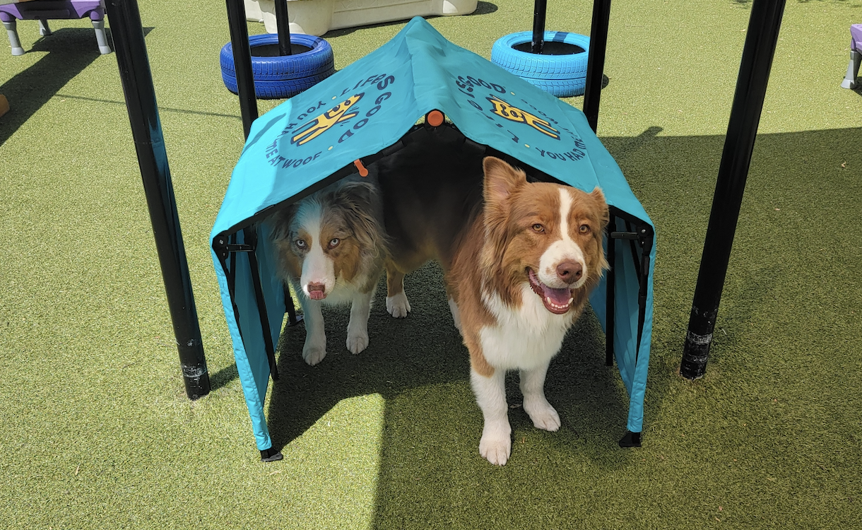 A dog enjoying their time at Pet Companions Bed and Biscuit daycare in Reading, MA