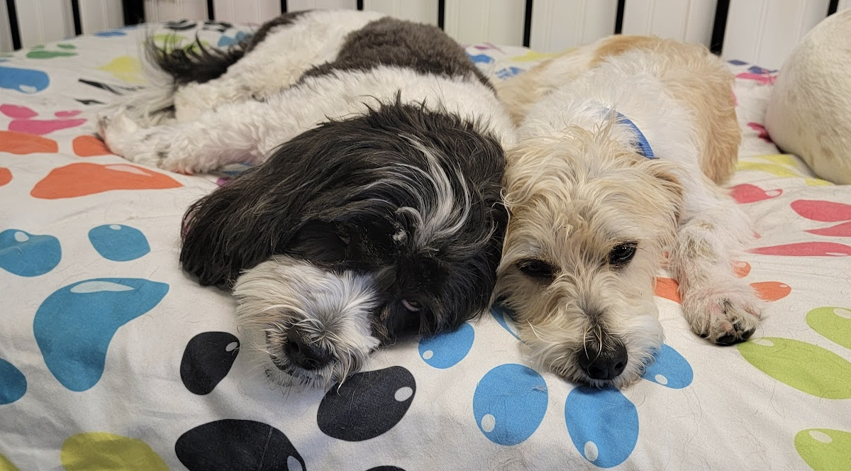 Why Rest Days Matter: The Case for Recovery in Your Dog's Routine