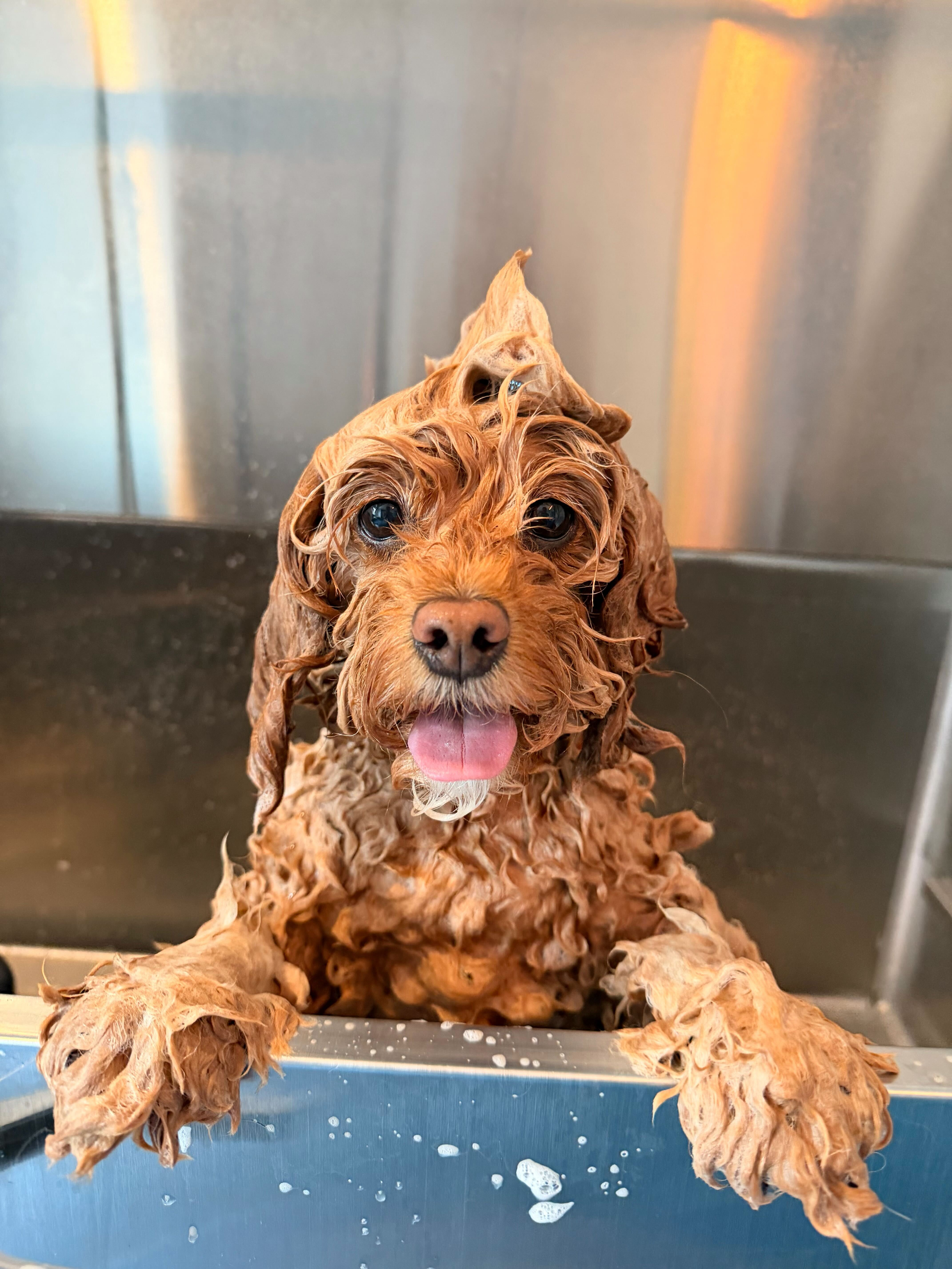 A freshly groomed dog looking happy at Pet Companions Bed and Biscuit in Reading, MA