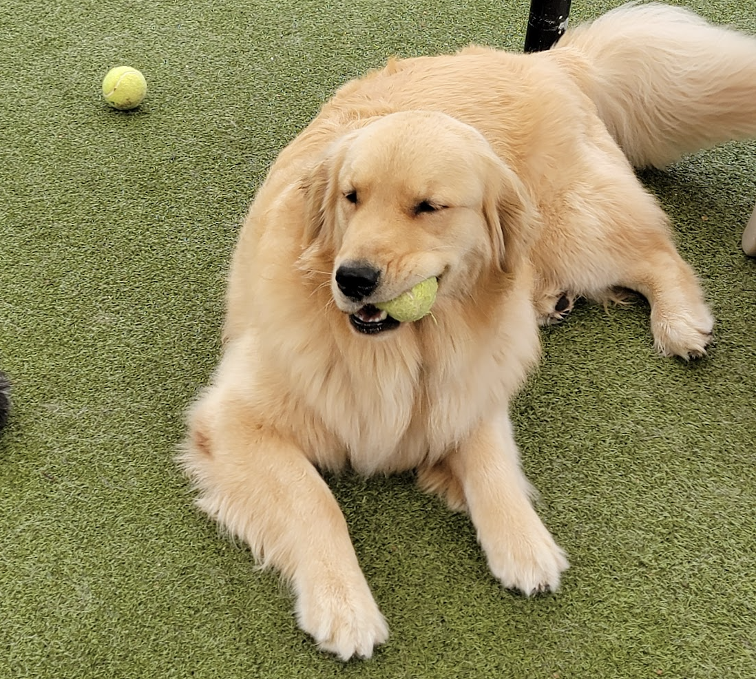 Laurel Britt-Webb, owner of Pet Companions Bed and Biscuit in Reading, MA