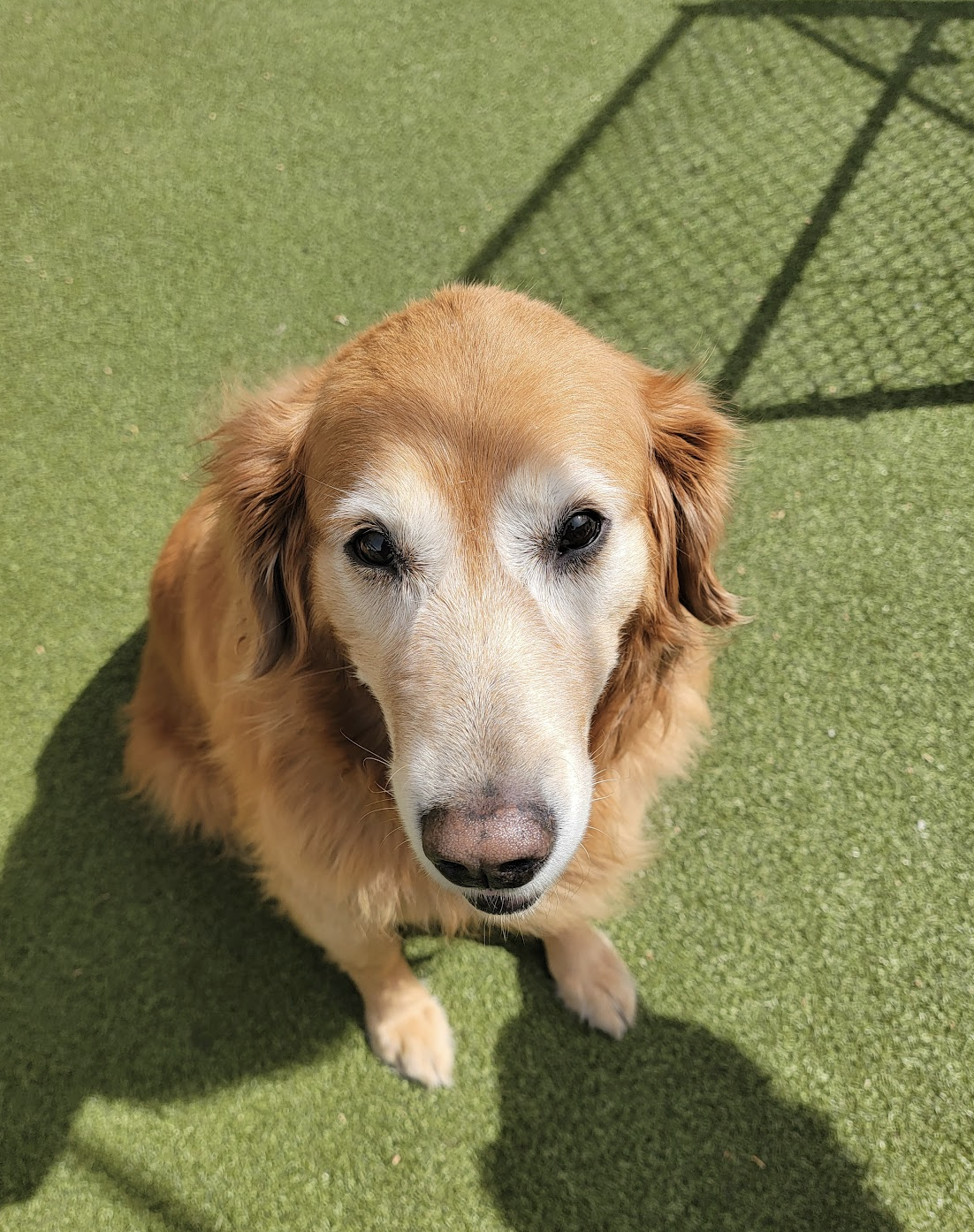 Happy dogs at Pet Companions Bed and Biscuit daycare and boarding in Reading, MA