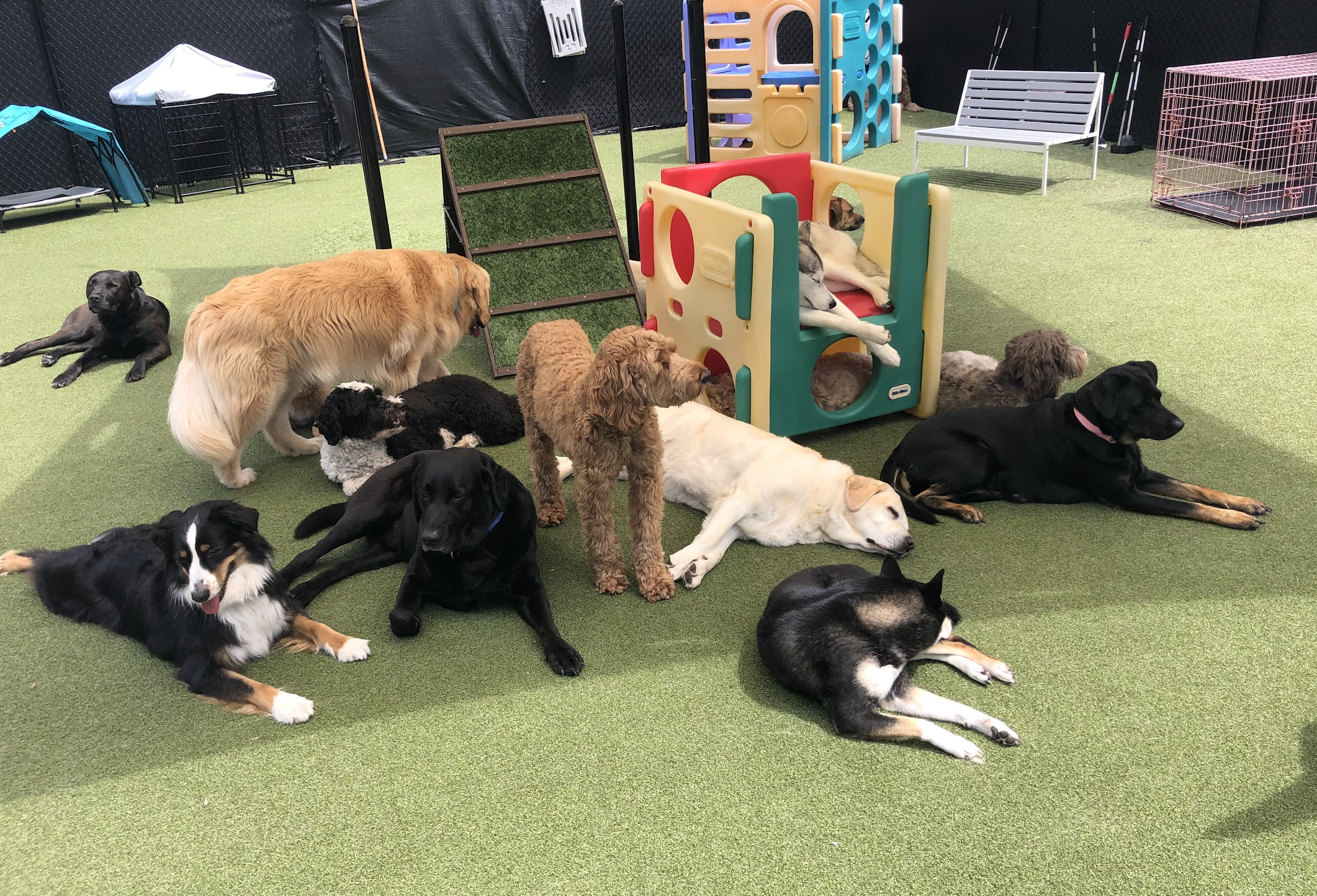 Dogs enjoying enrichment-based care at Pet Companions Bed and Biscuit in Reading, MA