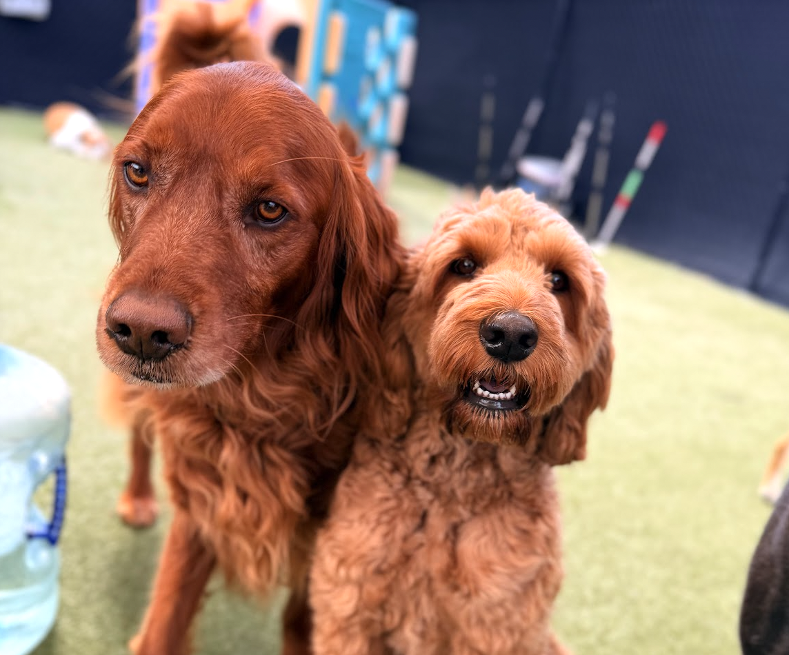 Dogs enjoying enrichment-based daycare at Pet Companions Bed and Biscuit in Reading, MA