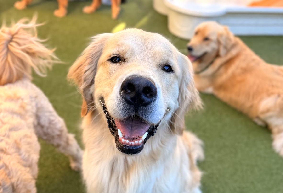 A dog enjoying enrichment activities at Pet Companions Bed and Biscuit in Reading, MA