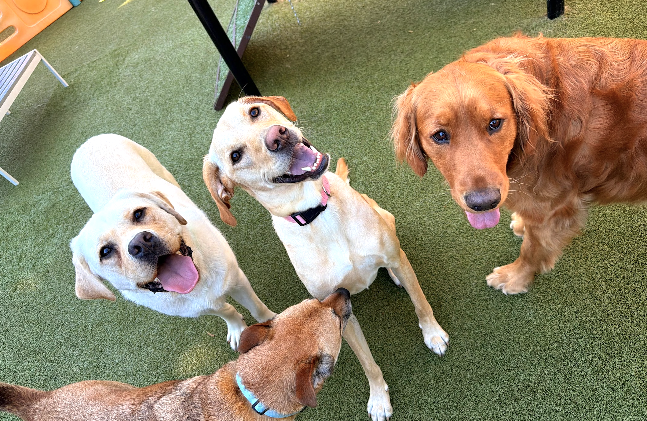 Dogs playing together at Pet Companions Bed and Biscuit in Reading, MA