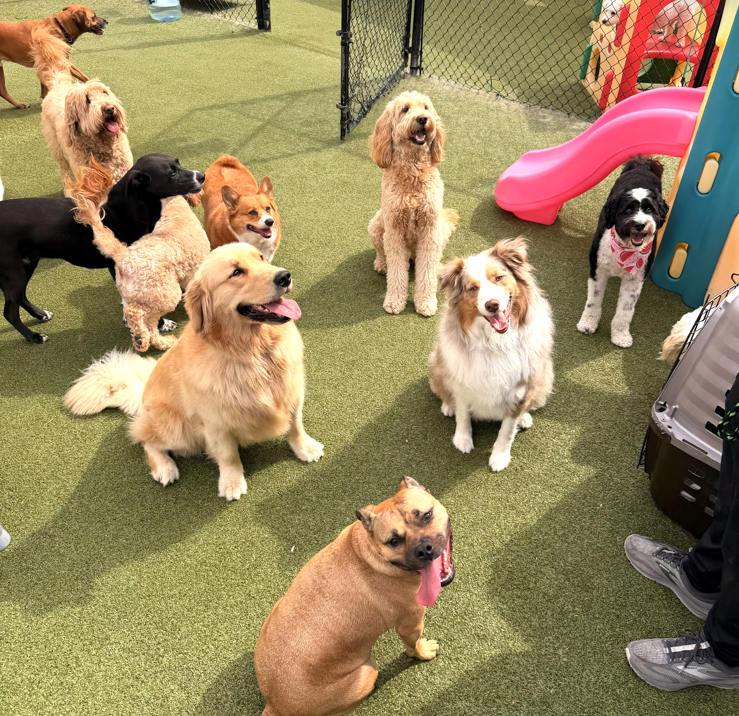 Dogs at Pet Companions Bed and Biscuit in Reading, MA