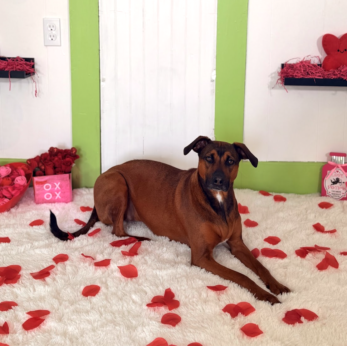 Consultation trial stay at Pet Companions Bed and Biscuit in Reading, MA