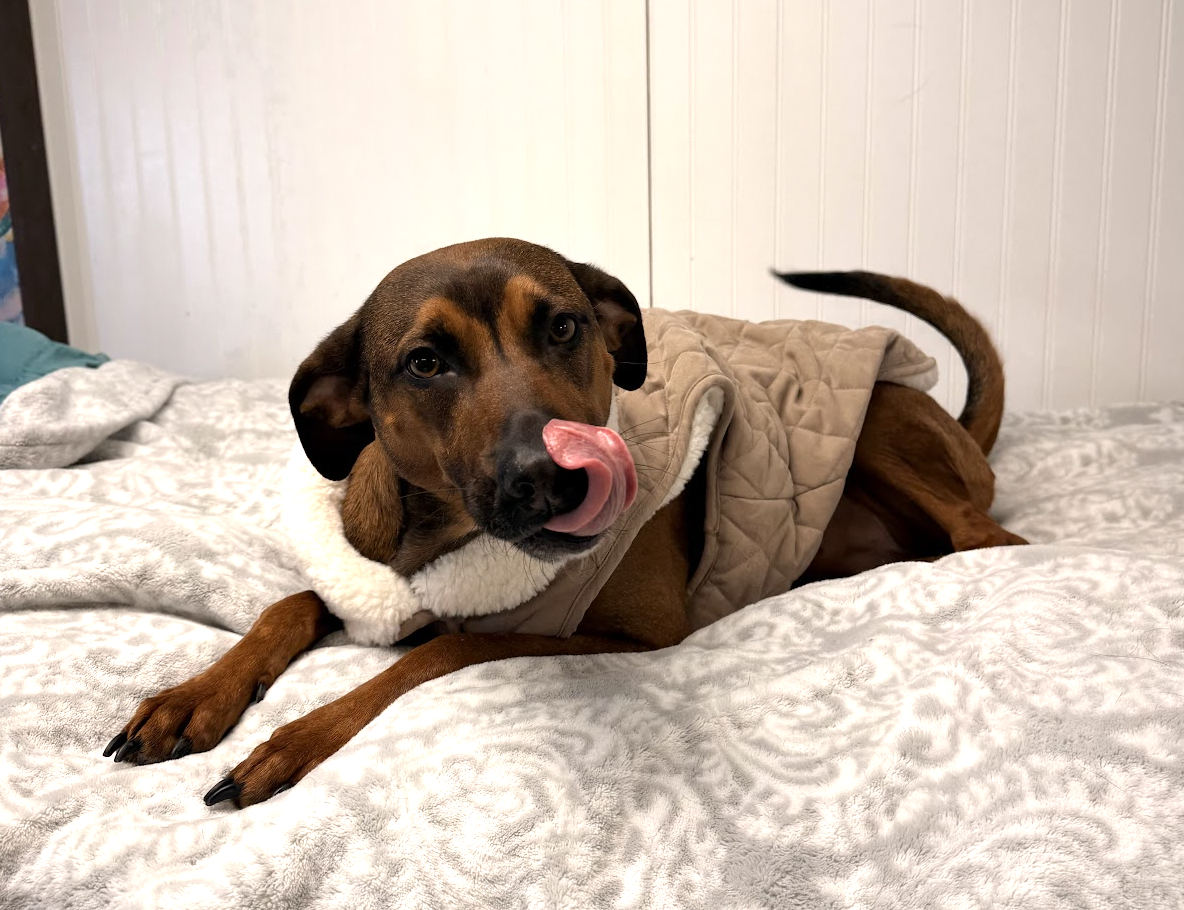 Laurel and Erik Britt-Webb, owners of Pet Companions Bed and Biscuit