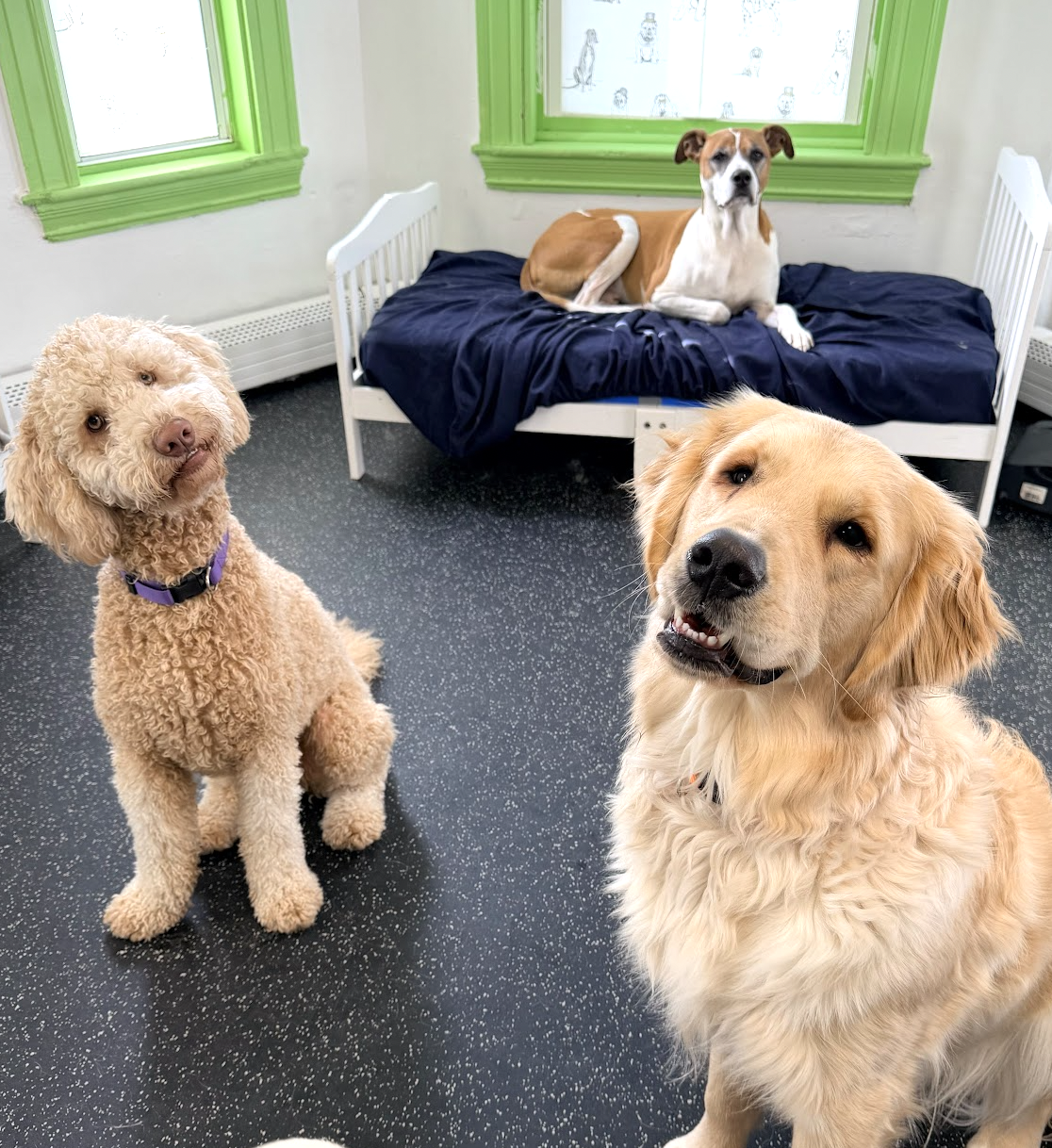 Meet and greet at Pet Companions Bed and Biscuit in Reading, MA