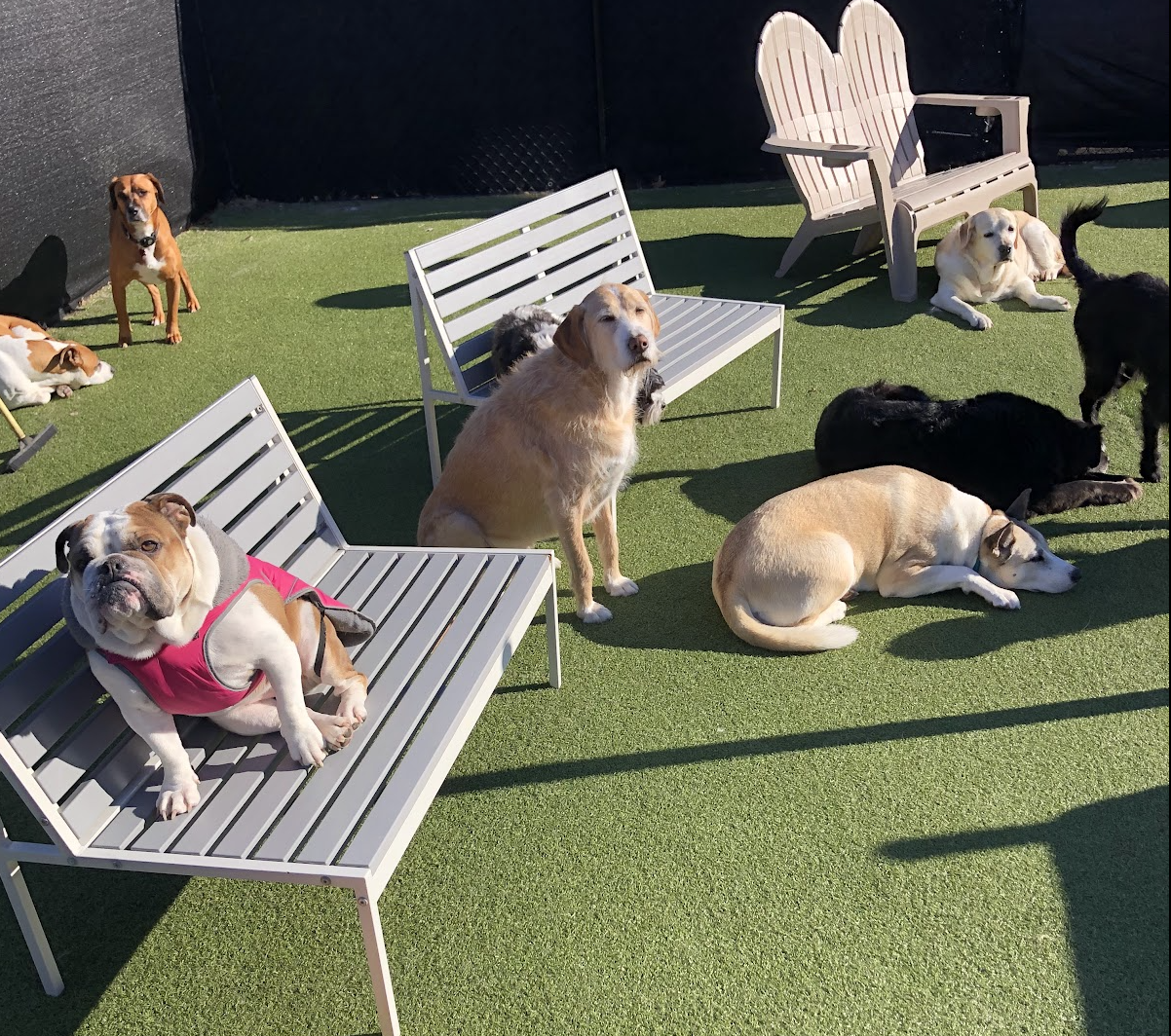 Dogs at Pet Companions Bed and Biscuit in Reading, MA