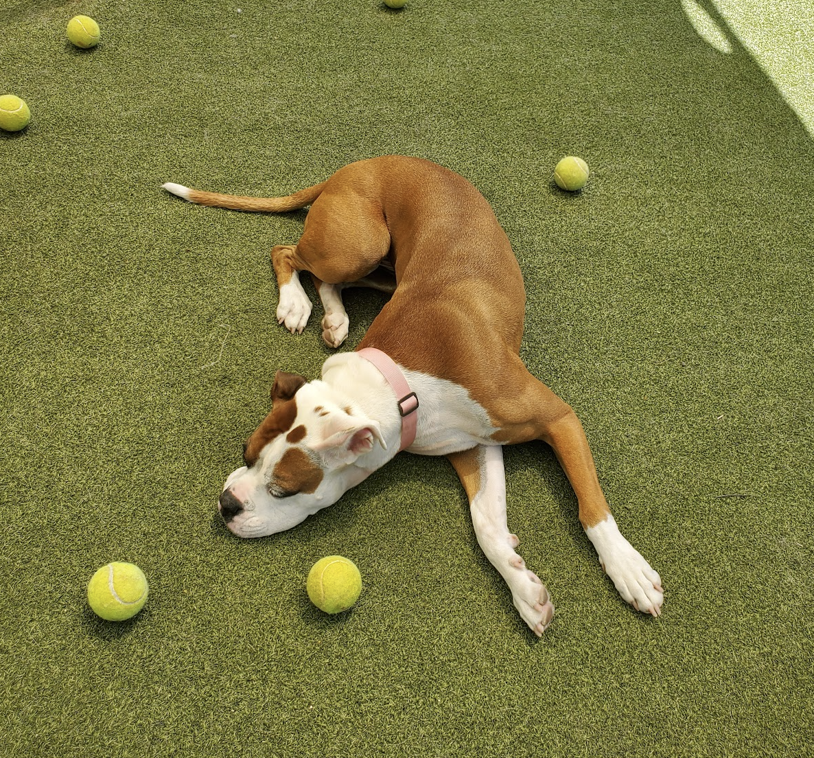 Yard introduction at Pet Companions Bed and Biscuit in Reading, MA