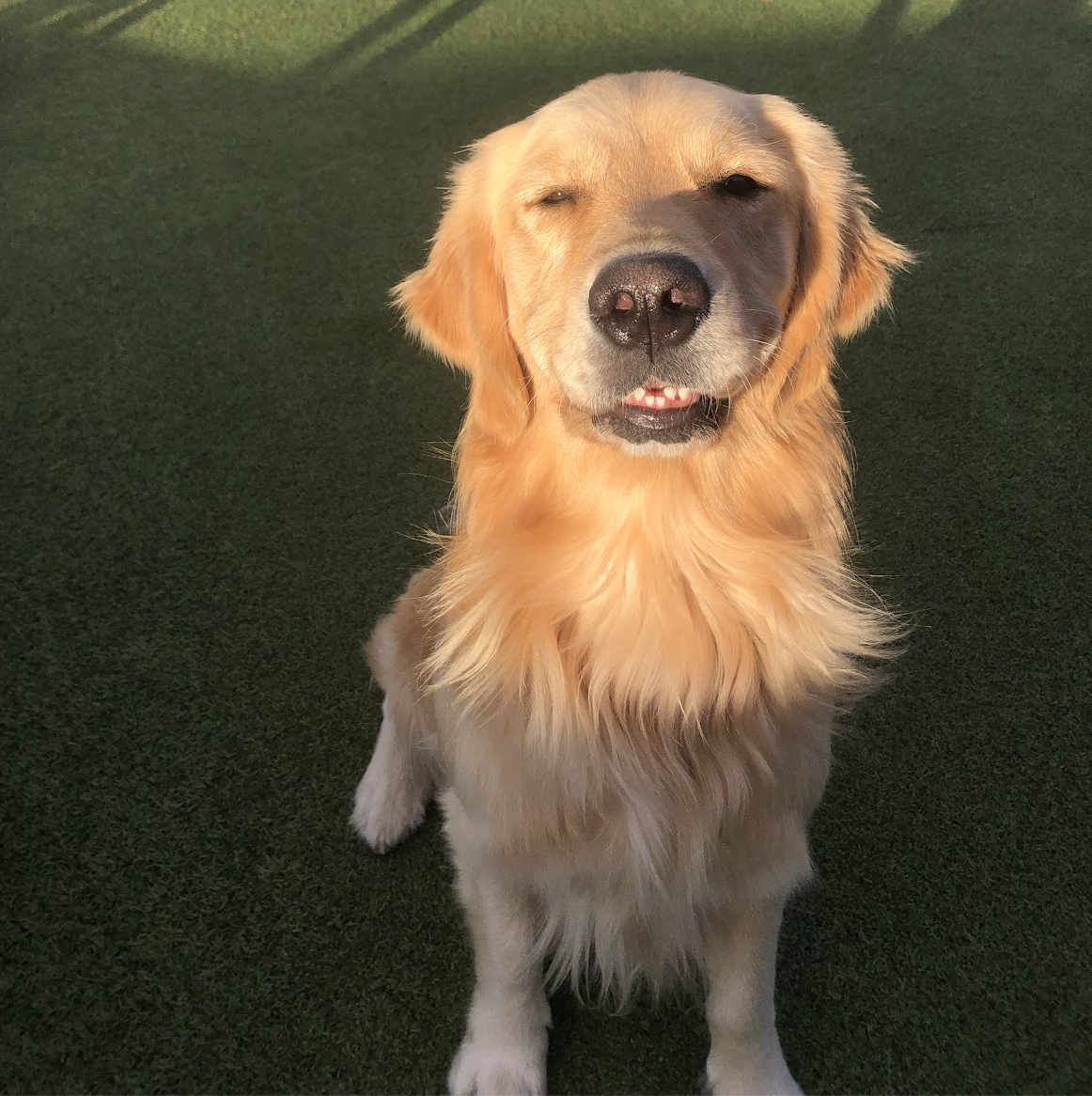 Discovery Program at Pet Companions Bed and Biscuit in Reading, MA