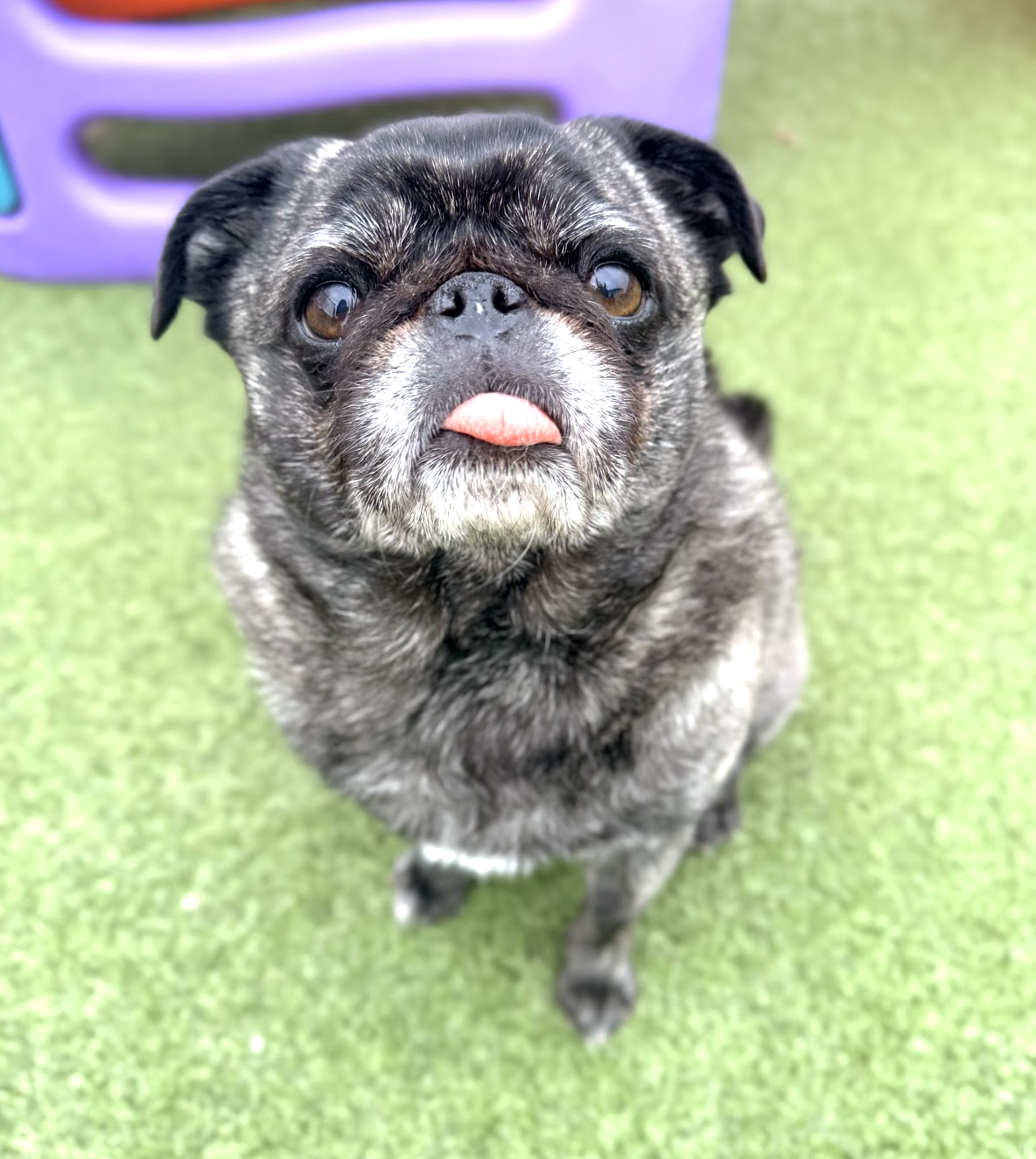 Pet Companions Bed and Biscuit team in Reading, MA