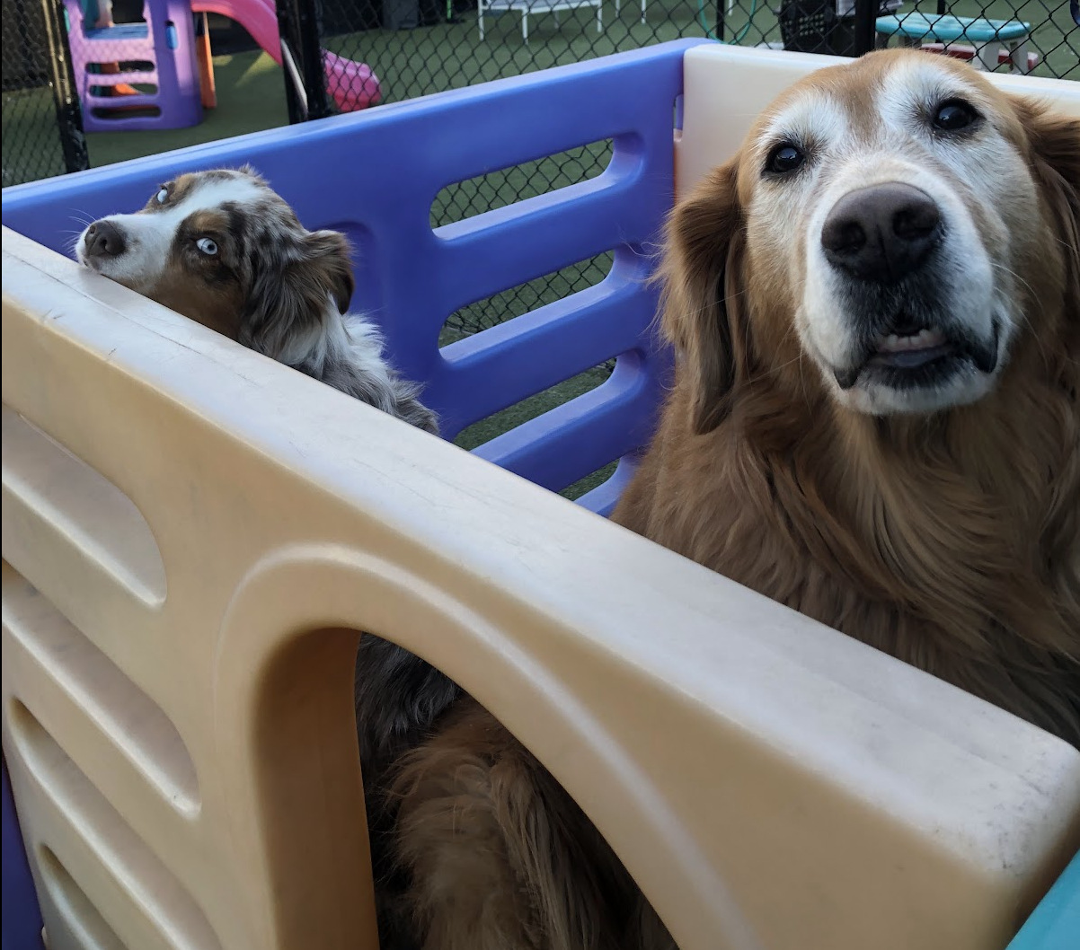 Dogs playing at Pet Companions Bed and Biscuit in Reading, MA
