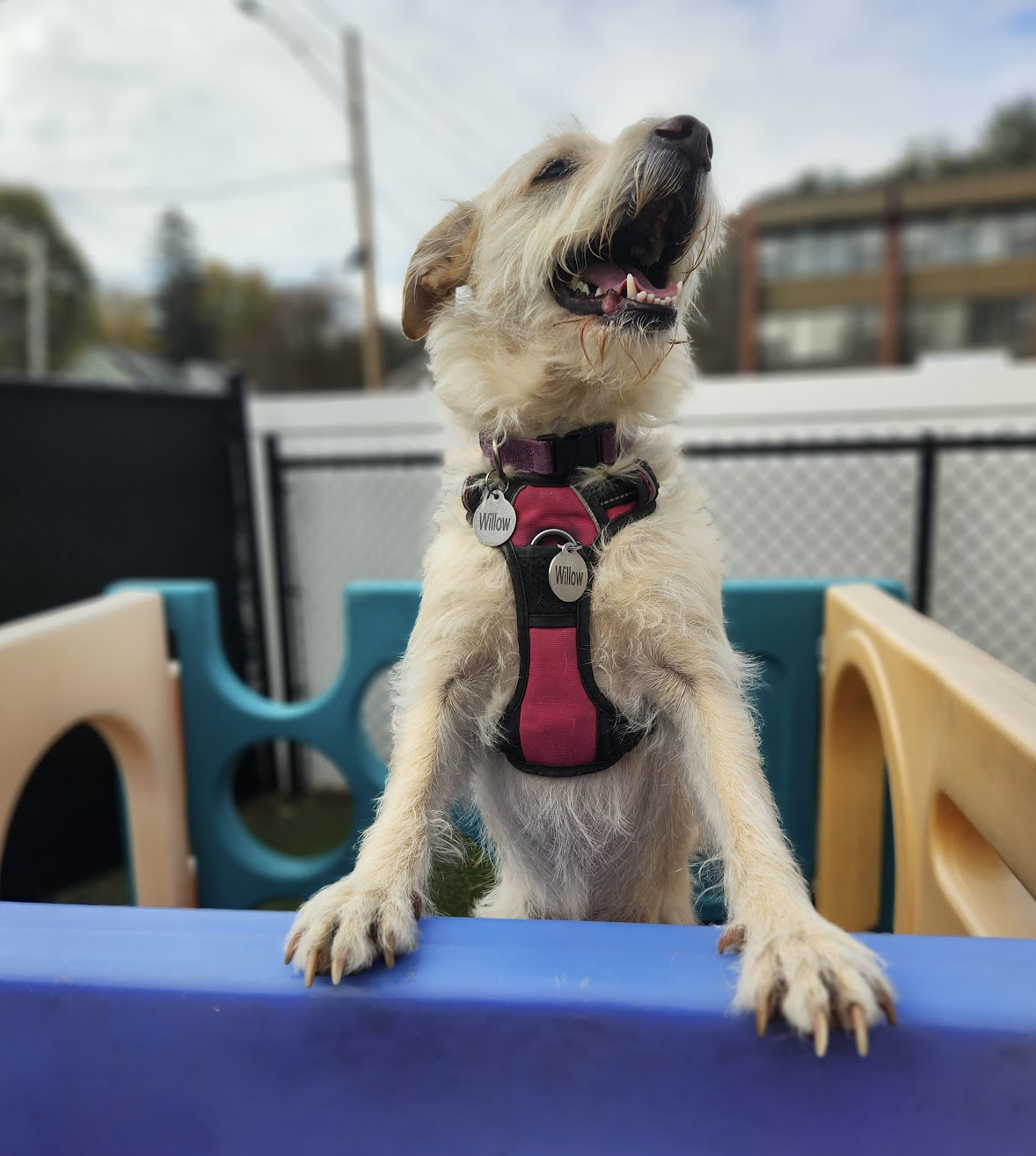 Dogs at Pet Companions Bed and Biscuit in Reading, MA