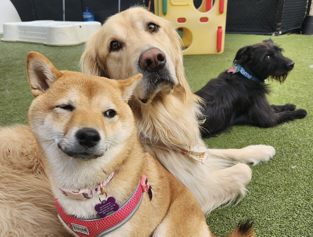 Dogs enjoying enrichment-based daycare at Pet Companions Bed and Biscuit in Reading, MA