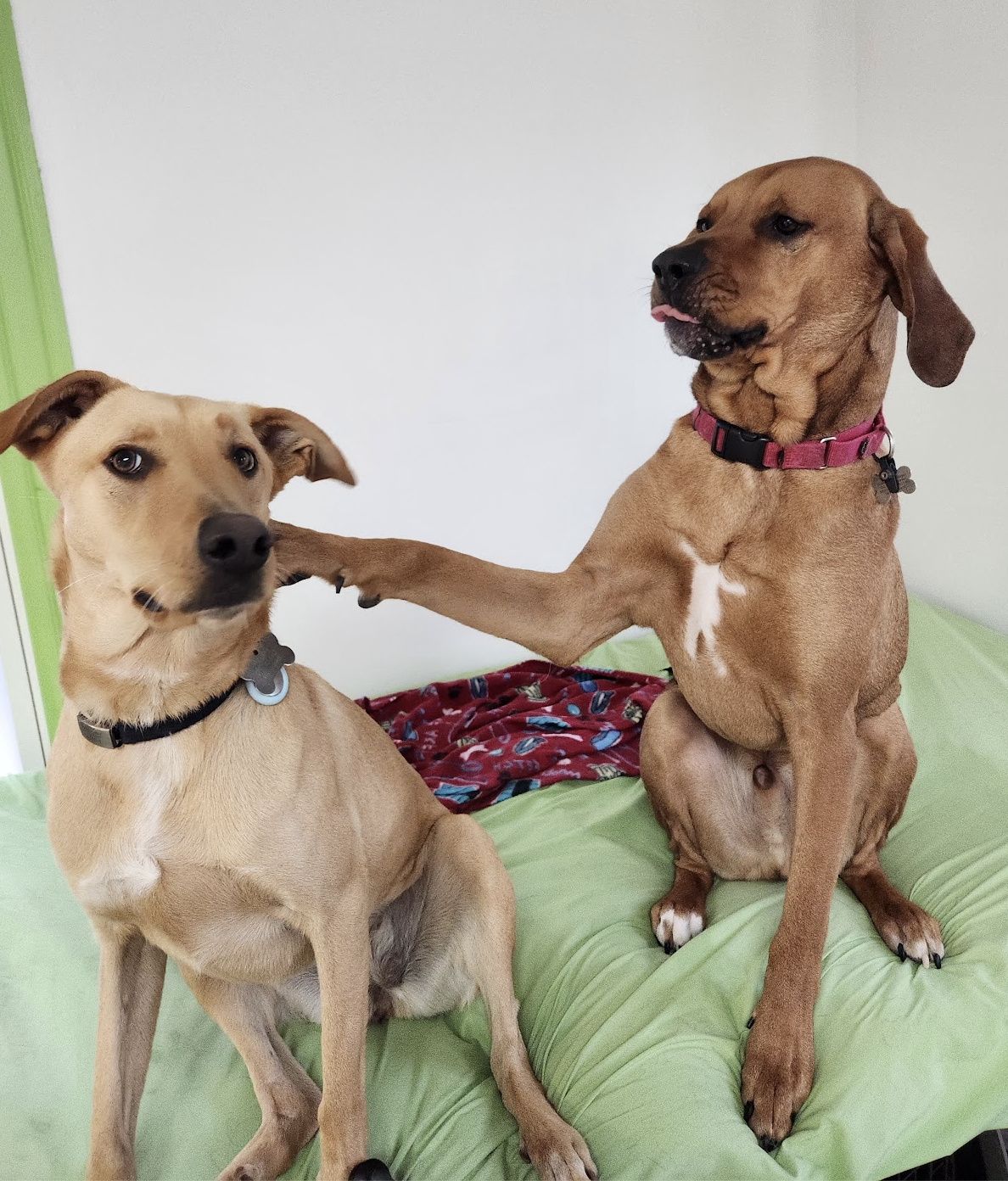 Raising kids and dogs together: how to build a relationship that lasts a lifetime