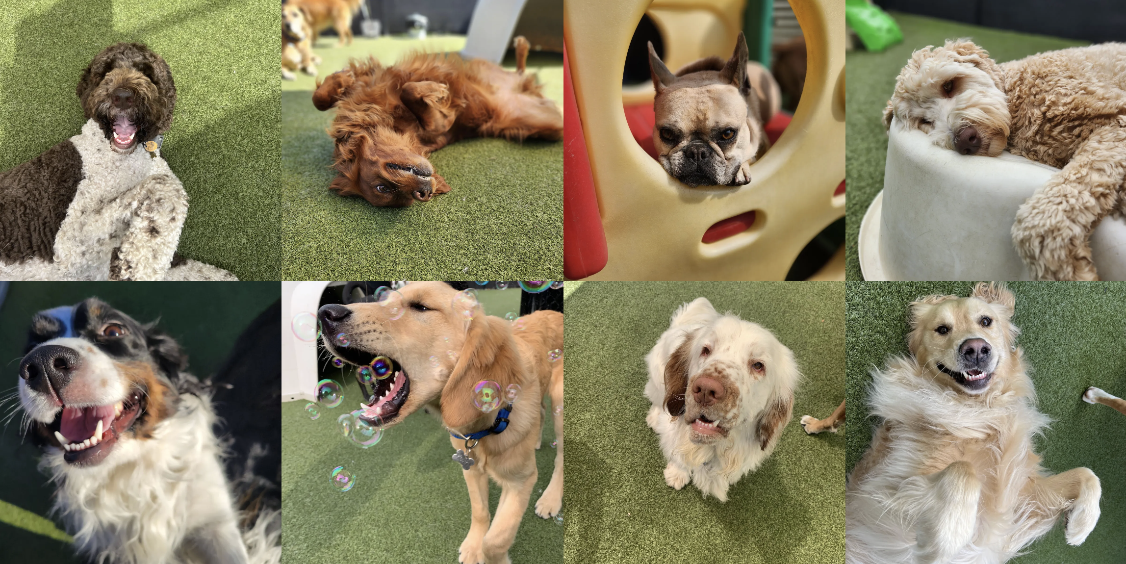 Dogs at Pet Companions Bed and Biscuit in Reading, MA