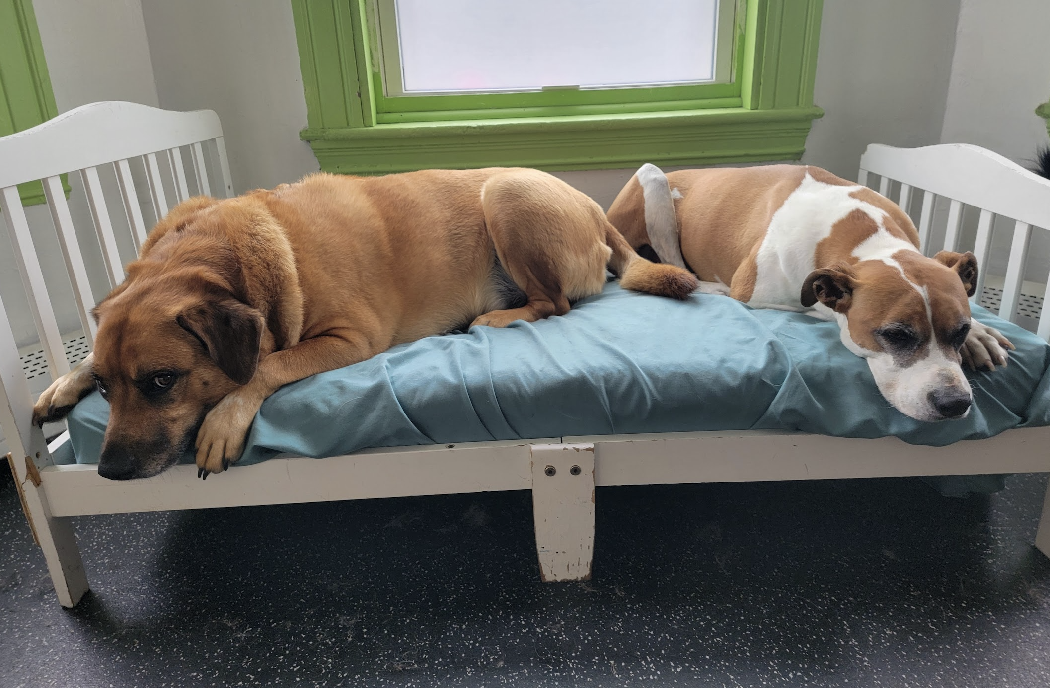 How to prepare your dog for boarding so they actually enjoy it ✨