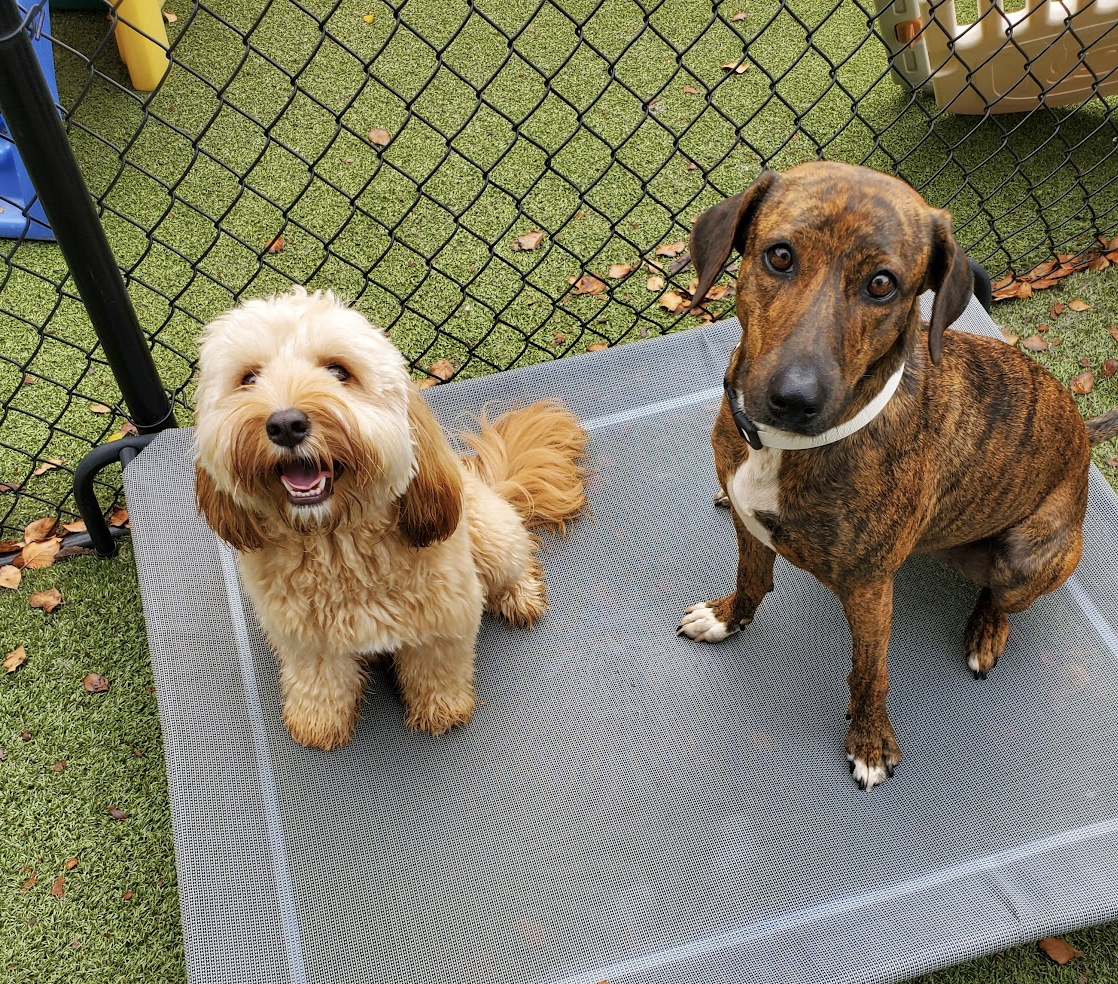 How Dogs Actually Make Friends: What We've Learned Watching Hundreds of Them