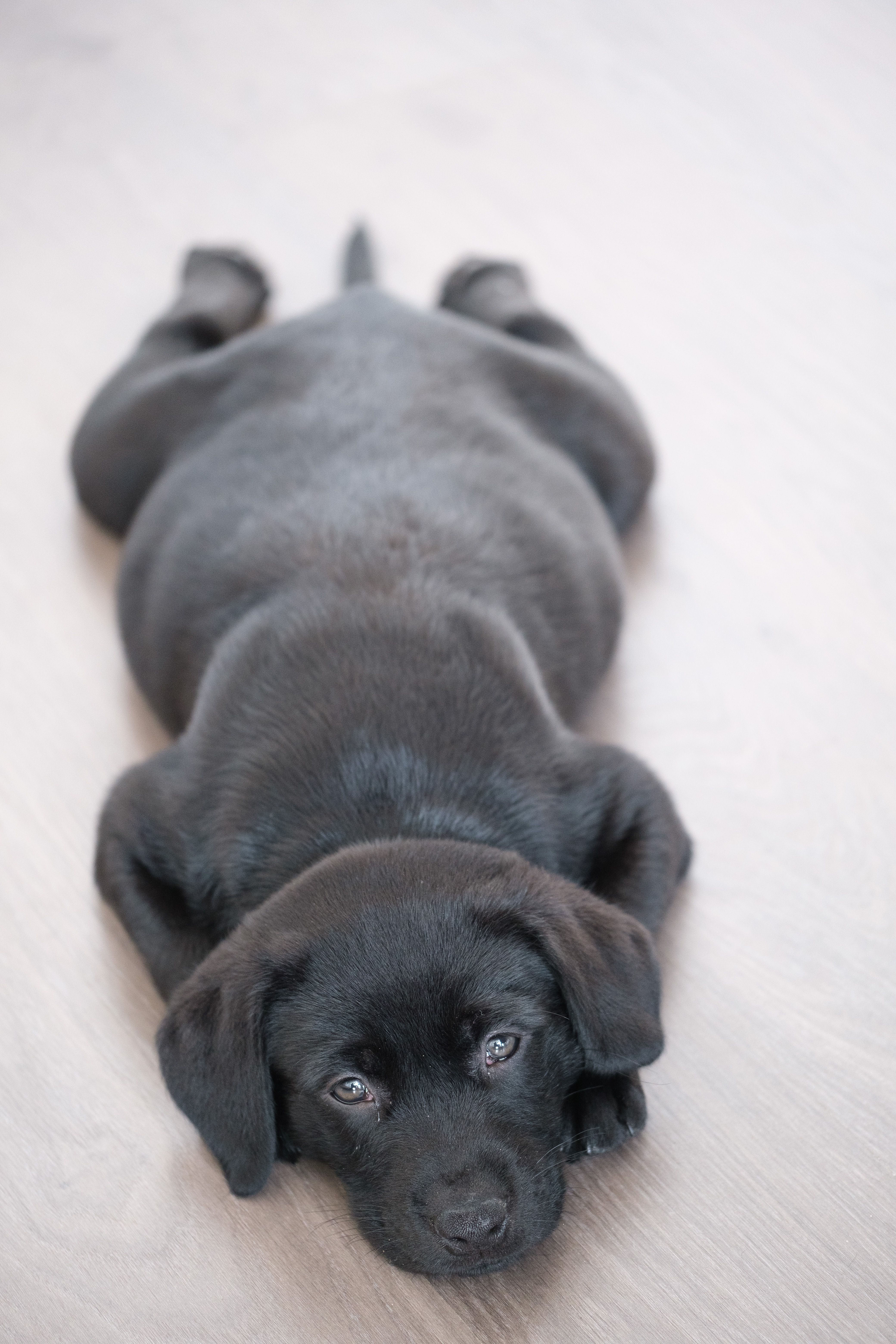 Puppyhood survival guide: the first year, month by month