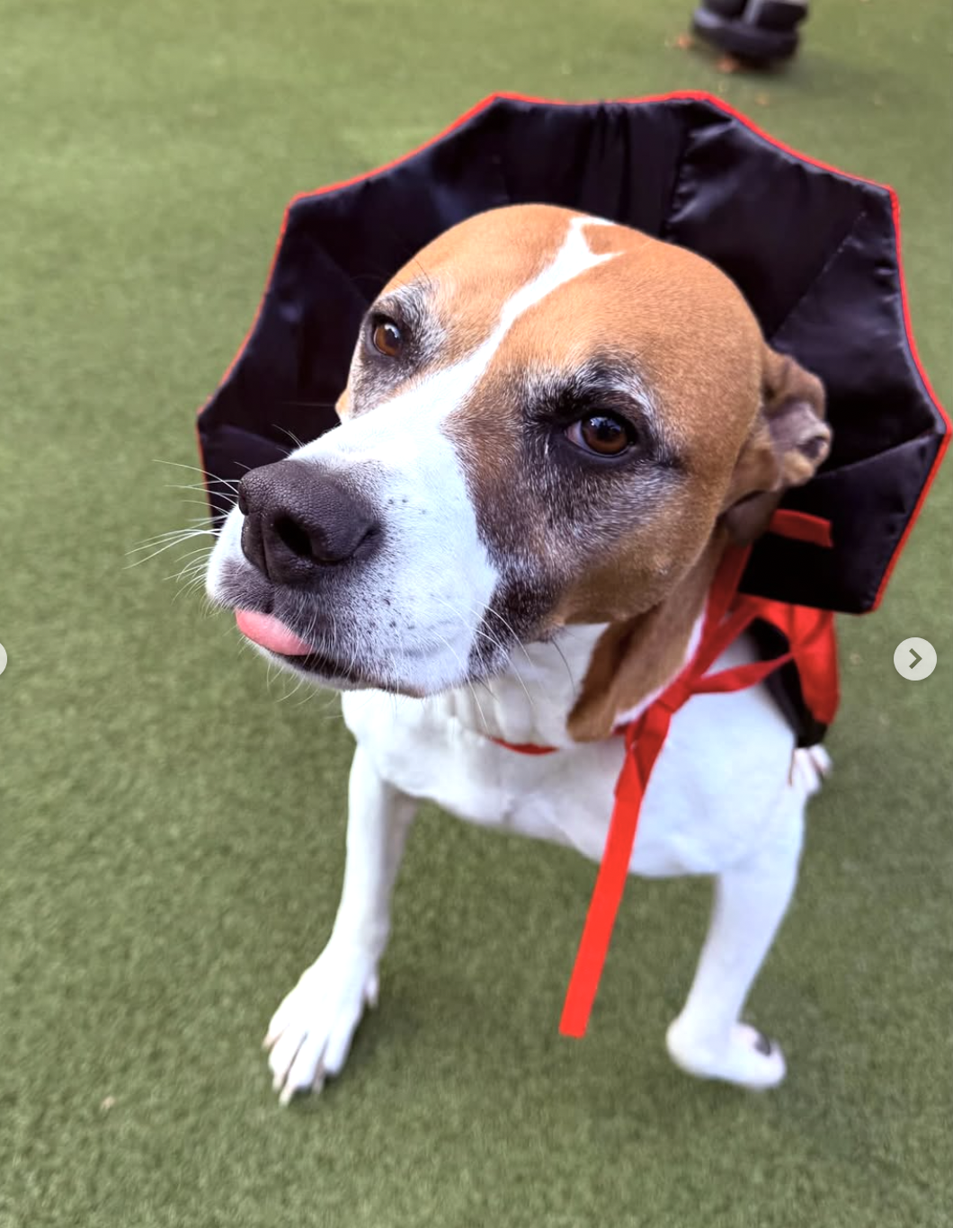 Halloween Safety for Dogs