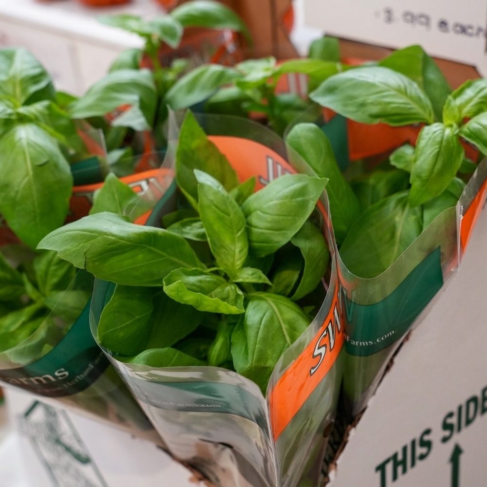 Fresh basil and herbs