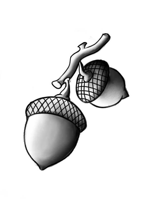Acorns 2