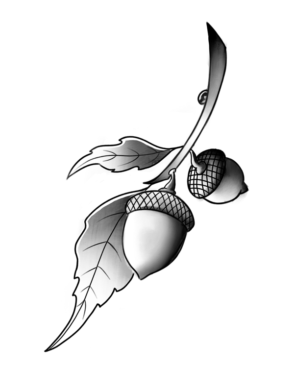 Acorns 1
