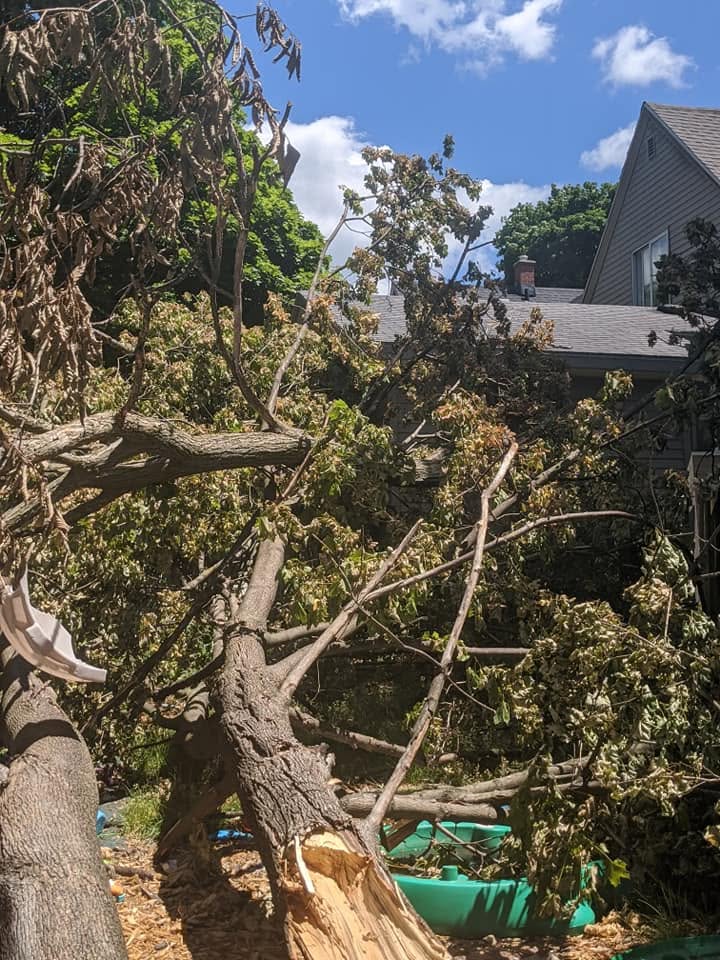 Tree removal trimming service Six Lakes Michigan