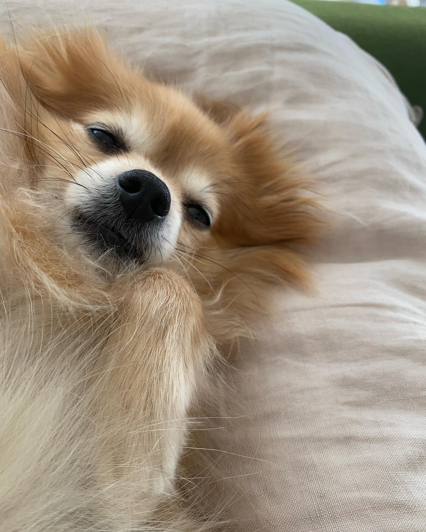 siri the dog