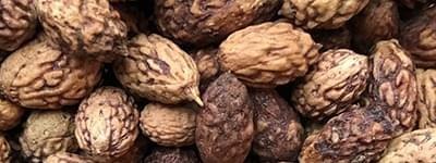 Jujube Seed