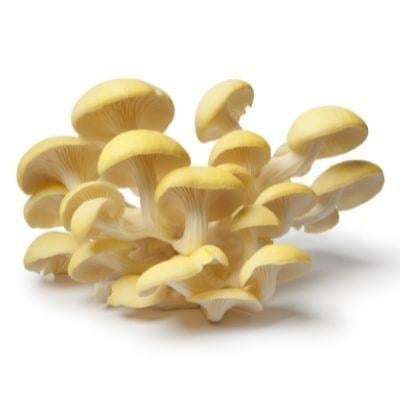 oyster