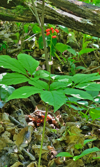 Panax ginseng 