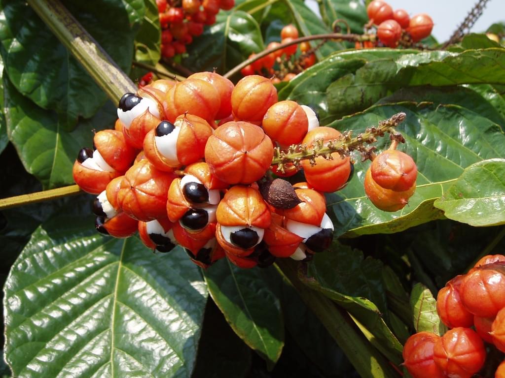 Guarana Seed