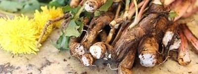 Dandelion Root