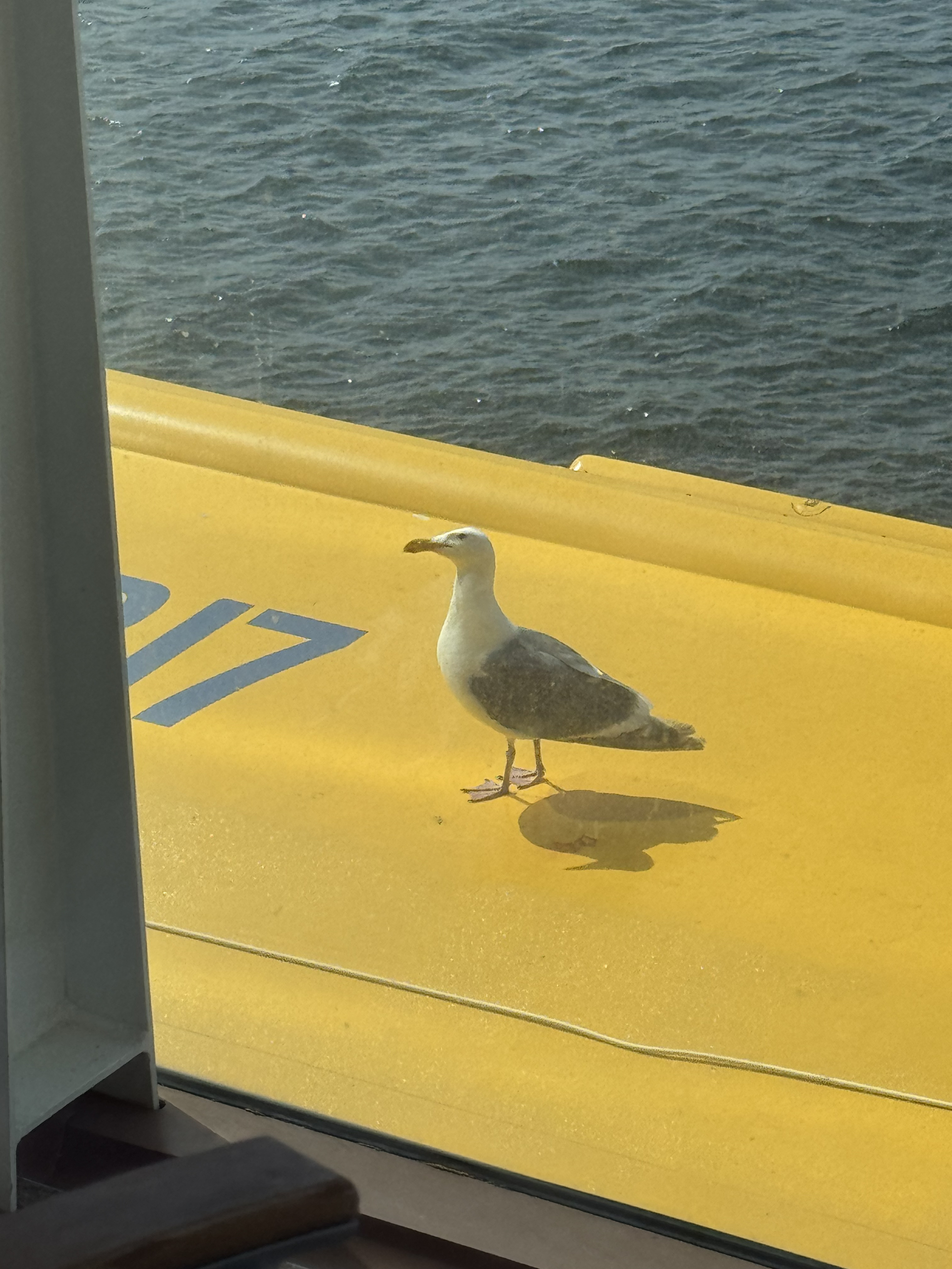 seagull welcome at Vancouver seagull welcome at Vancouver