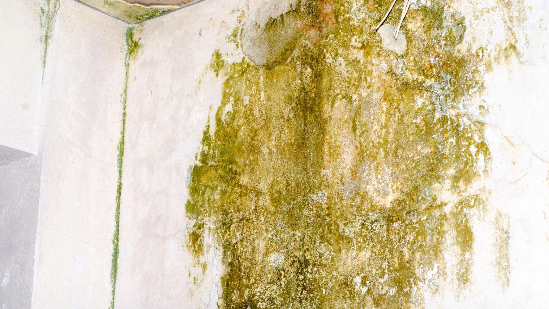 Mold Remediation