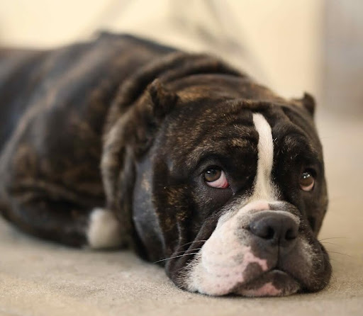 dog on carpet to represent our happy home pet carpet clean
